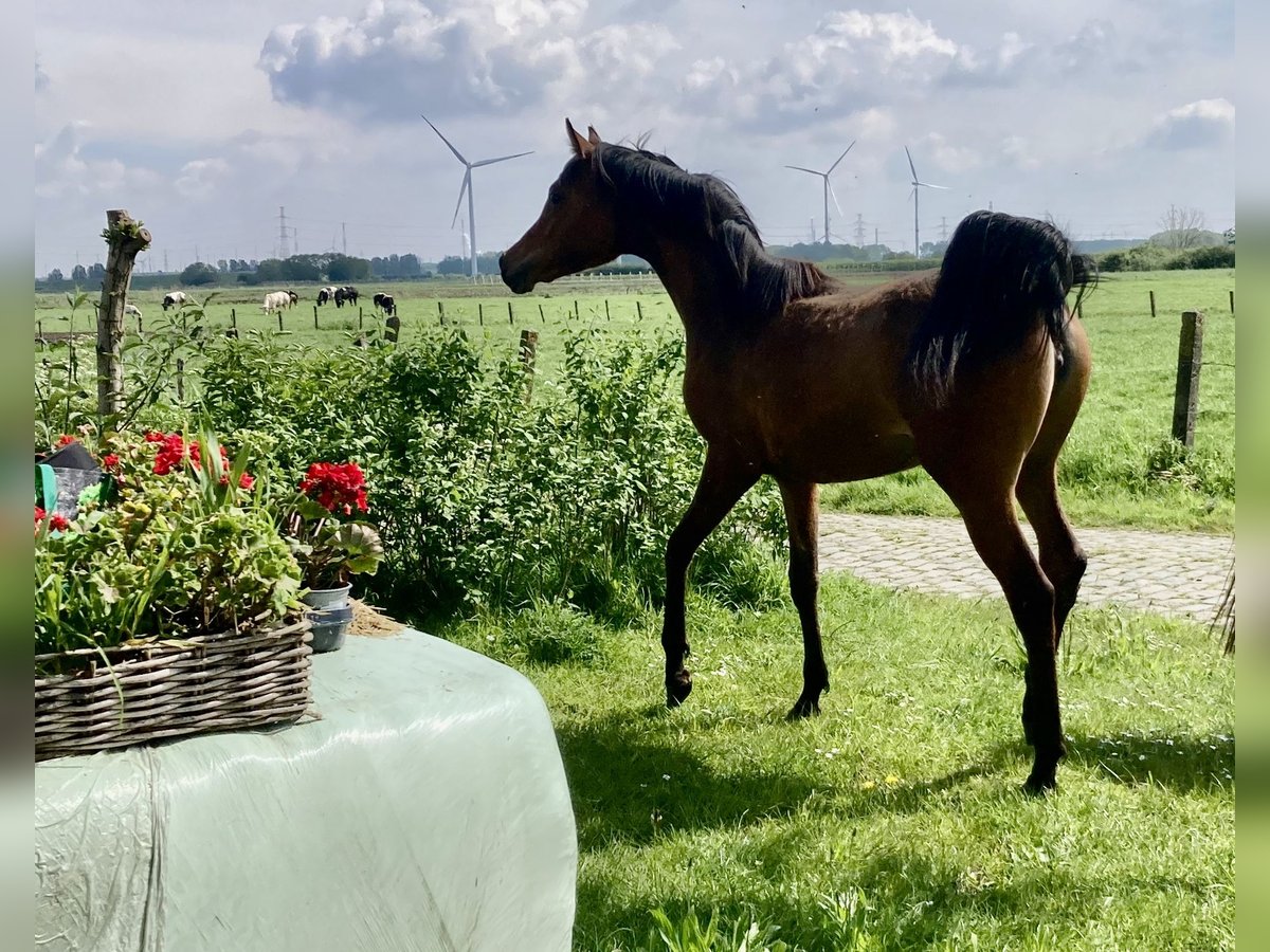 Arabiskt fullblod Blandning Sto 1 år 158 cm Brun in Beveren