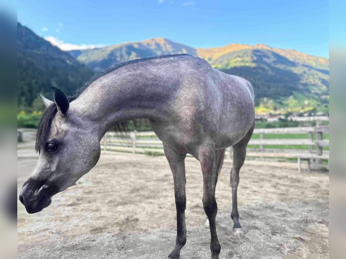 Arabiskt fullblod Sto 2 år 148 cm Grå in San Leonardo In Passiria