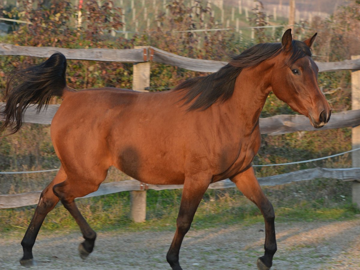 Arabiskt fullblod Sto 2 år 150 cm Brun in Koprivnica