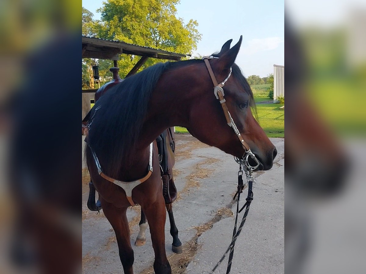 Arabiskt fullblod Sto 2 år 152 cm Brun in Alexandria, MN