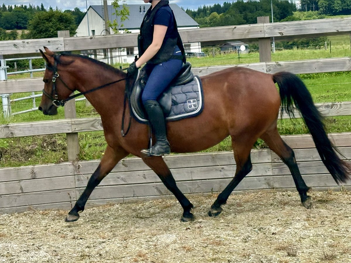 Arabiskt fullblod Sto 4 år 144 cm Brun in Chairière