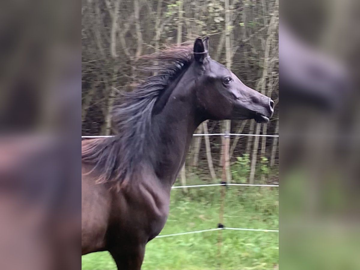 Arabiskt fullblod Sto 4 år 150 cm Svart in Mengen