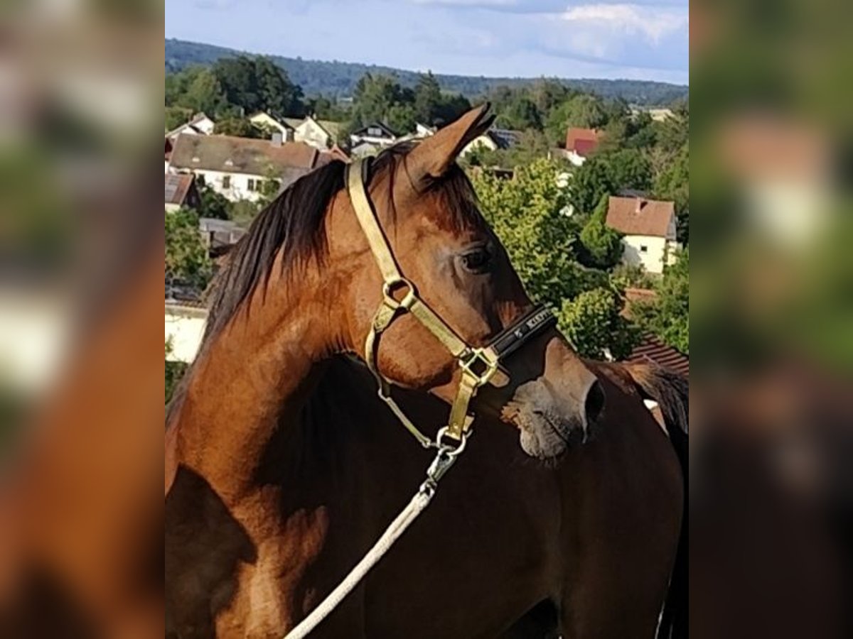 Arabiskt fullblod Sto 6 år 152 cm Brun in Gersheim