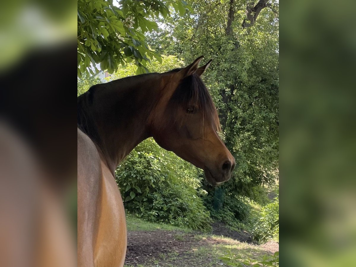 Arabiskt fullblod Sto 8 år 154 cm Brun in Münsterhausen