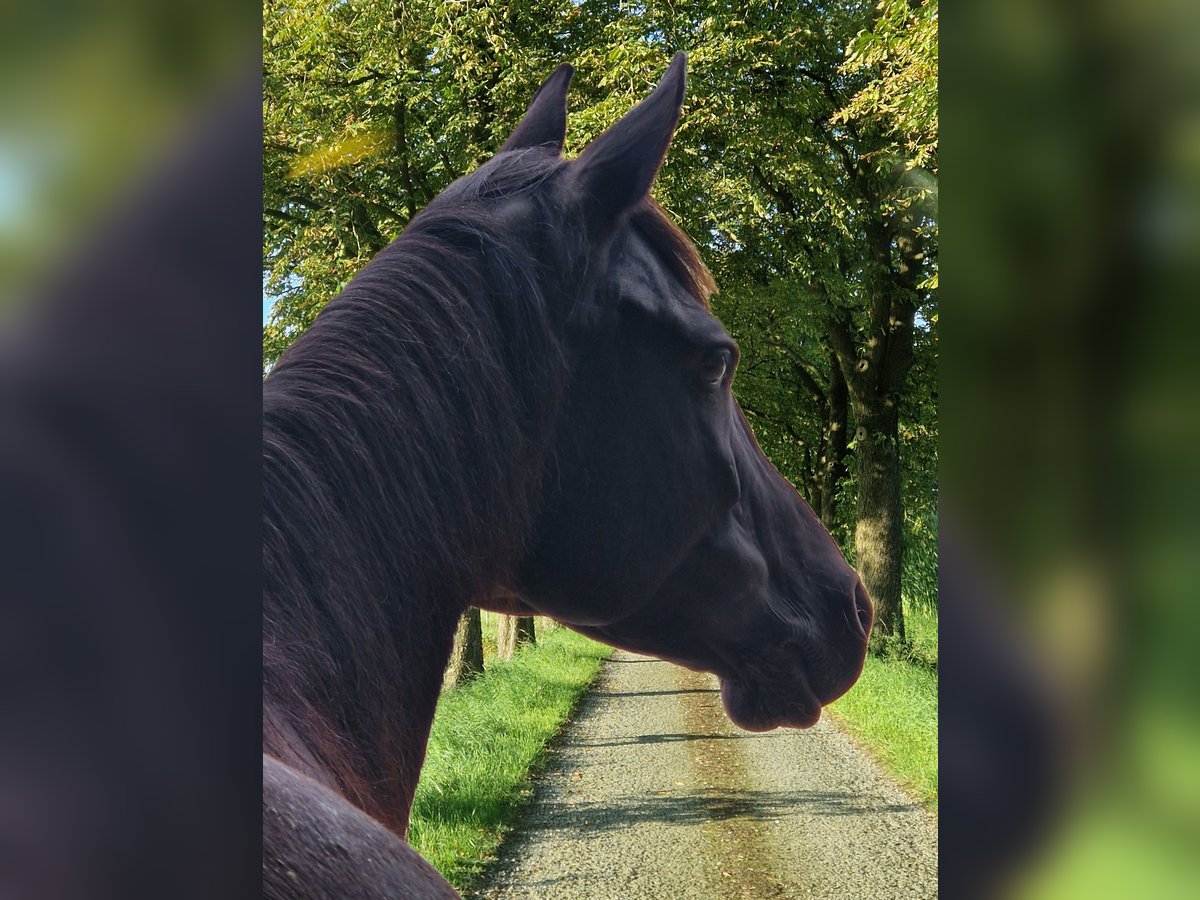 Arabiskt fullblod Sto 9 år 149 cm Rabicano in Detmold