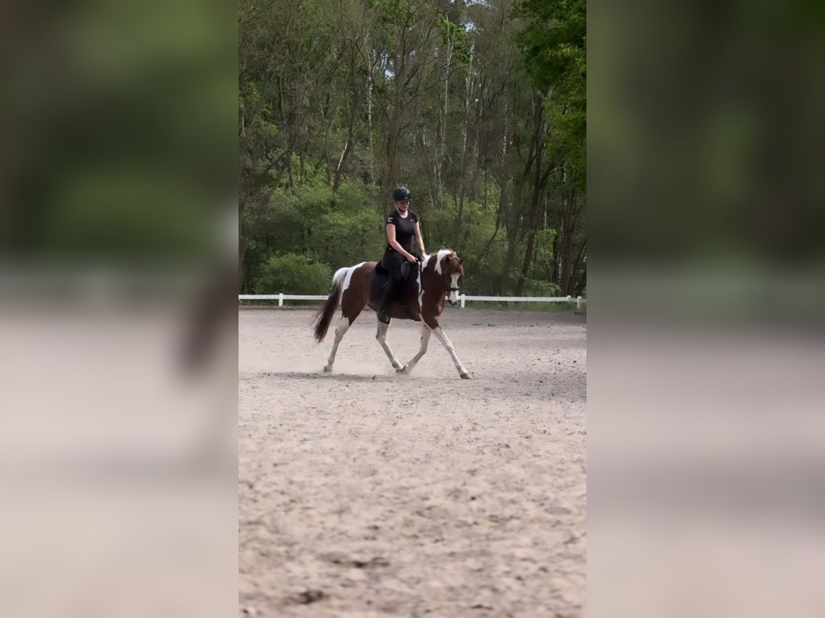 Arabiskt fullblod Blandning Valack 11 år 150 cm Pinto in Berlin