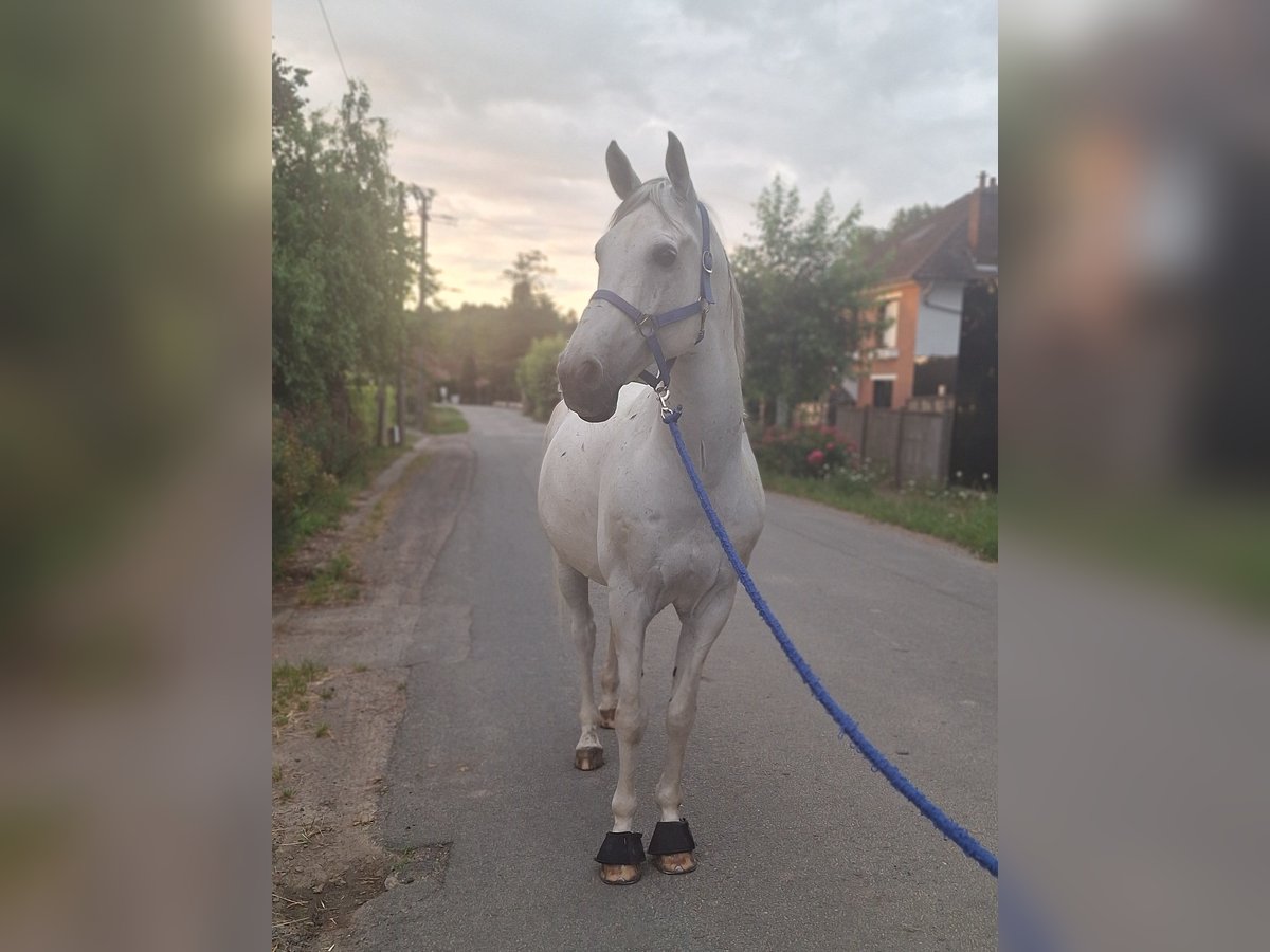 Arabiskt fullblod Valack 15 år 153 cm in La Couture