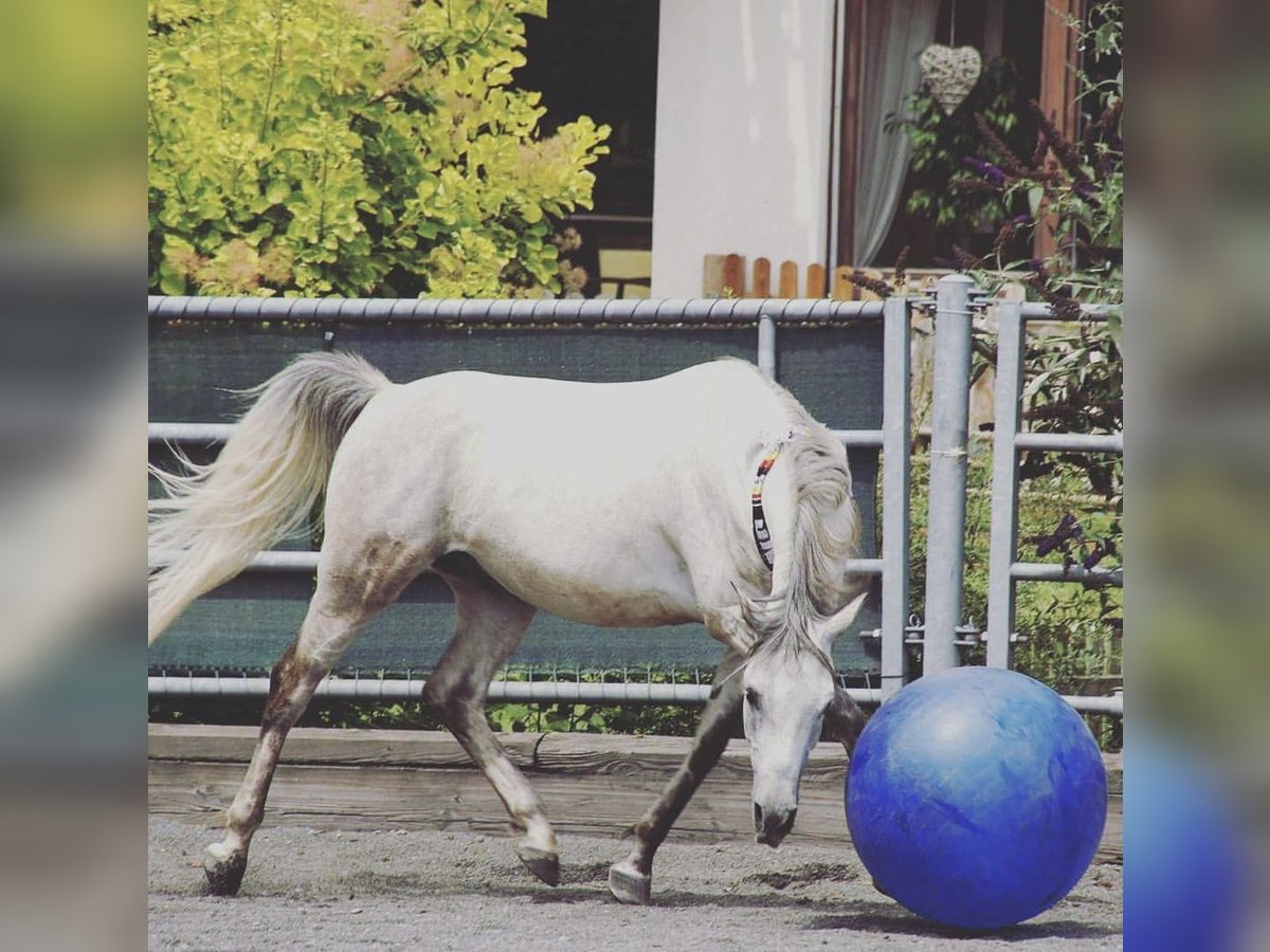 Arabiskt fullblod Valack 16 år 153 cm Grå in Friedrichshafen