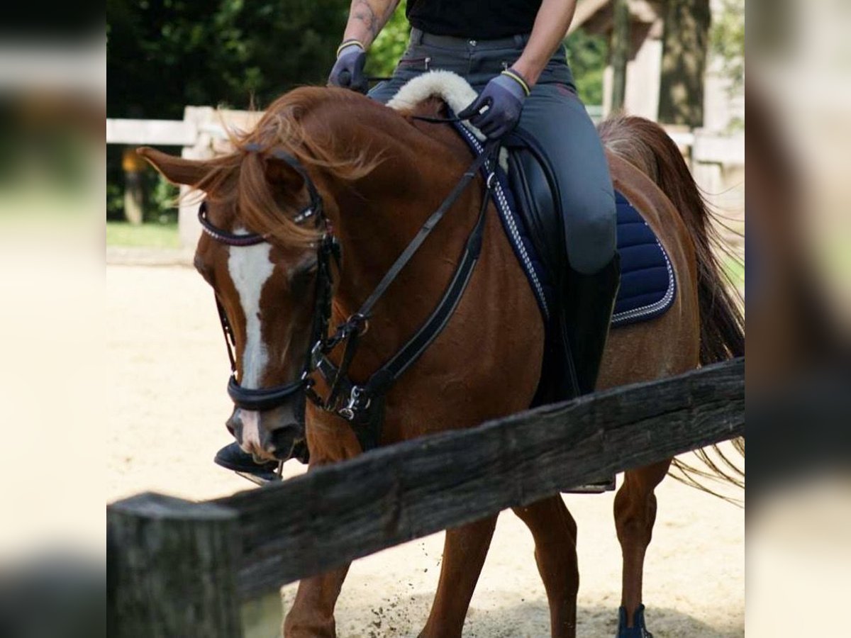 Arabiskt fullblod Valack 17 år 152 cm Rabicano in Nordholz