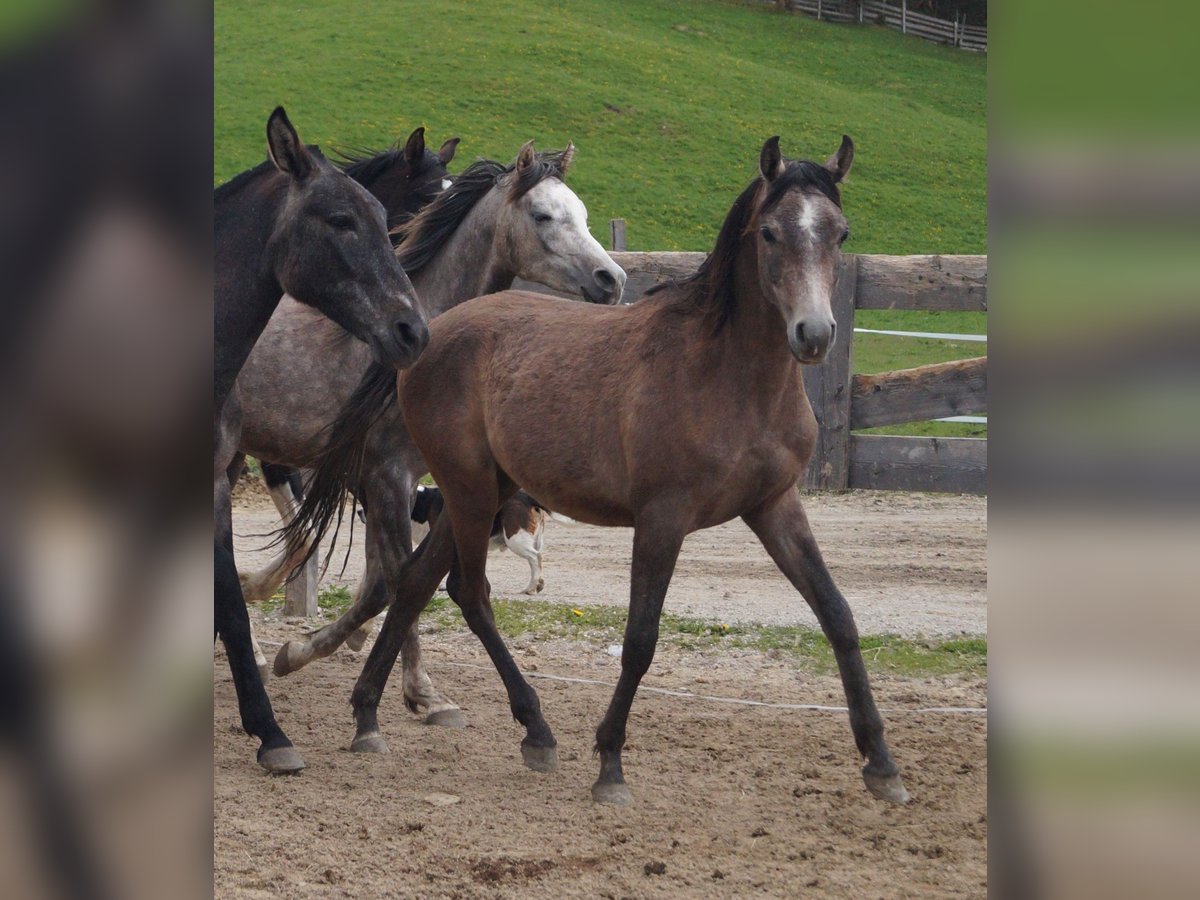 Arabiskt fullblod Valack 2 år 155 cm Braunfalbschimmel in Achenkirch