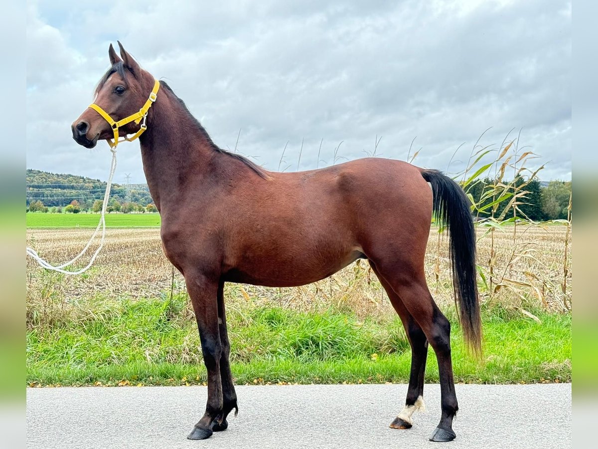 Arabiskt fullblod Valack 3 år 148 cm Brun in Riedlingen