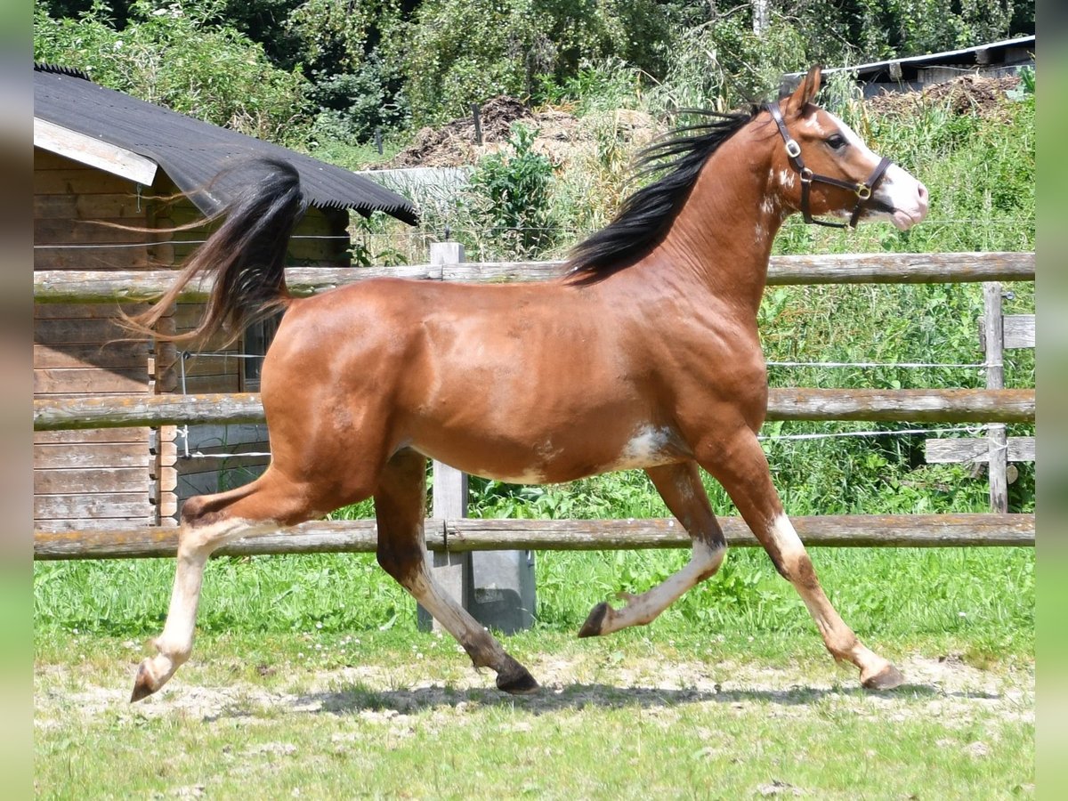 Arabiskt fullblod Valack 3 år 155 cm Brun in Mörsdorf