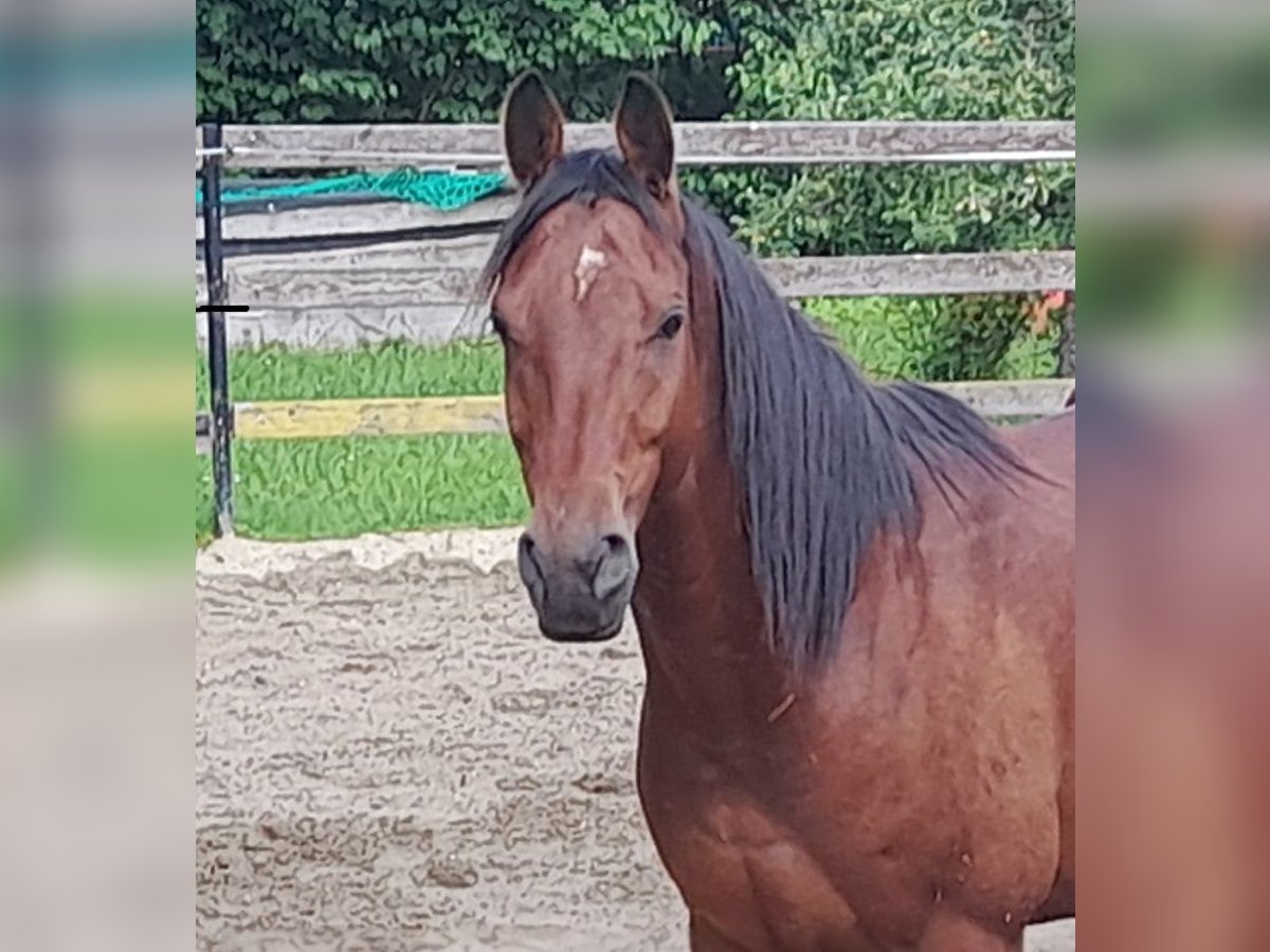 Arabiskt fullblod Valack 5 år 155 cm Brun in Weilen unter den Rinnen