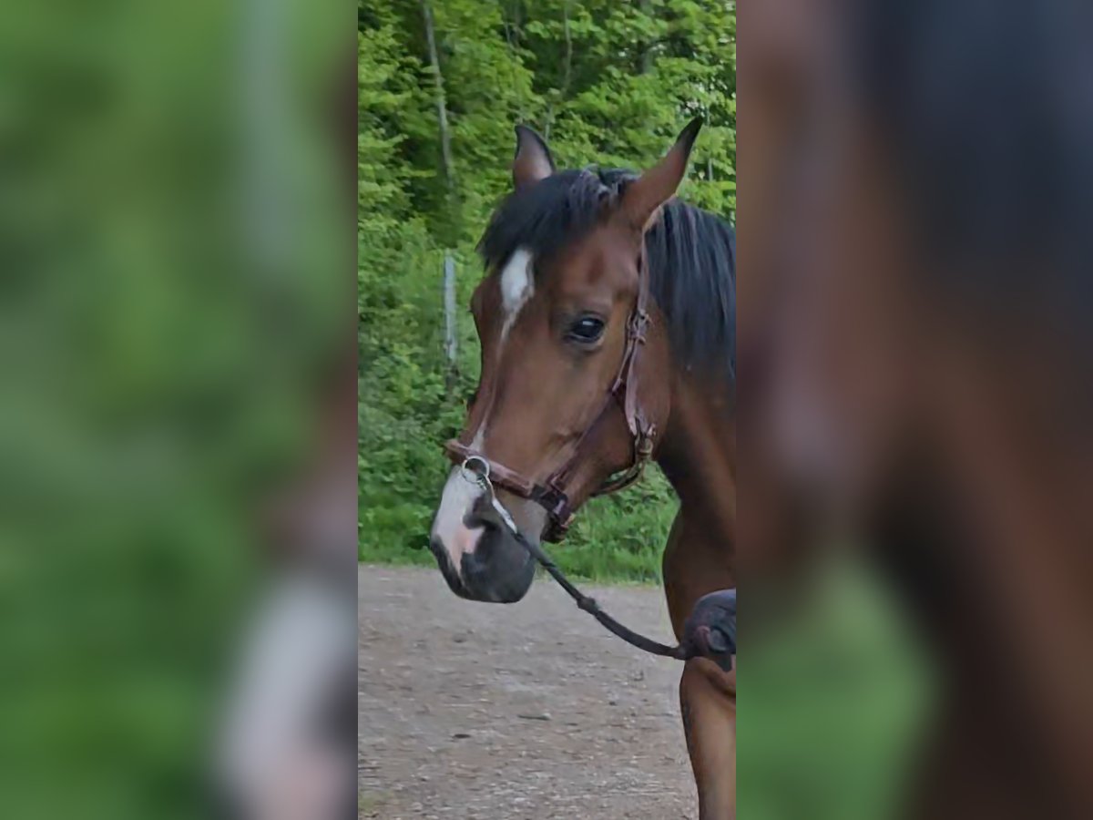 Arabiskt fullblod Valack 6 år 147 cm Brun in Winterthur