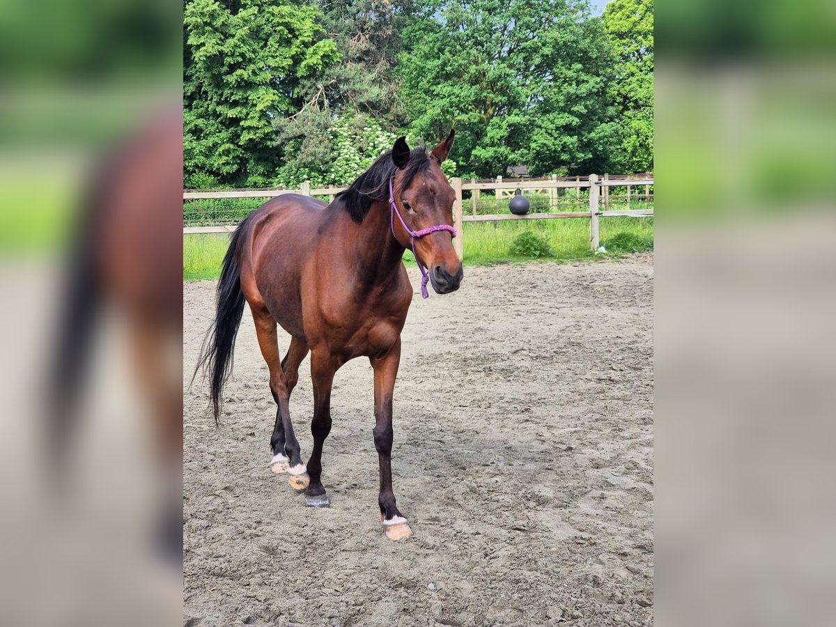 Arabiskt fullblod Valack 6 år 150 cm Mörkbrun in Gierle