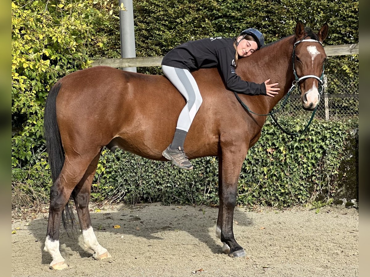 Arabiskt fullblod Valack 9 år 163 cm Brun in Penthaz