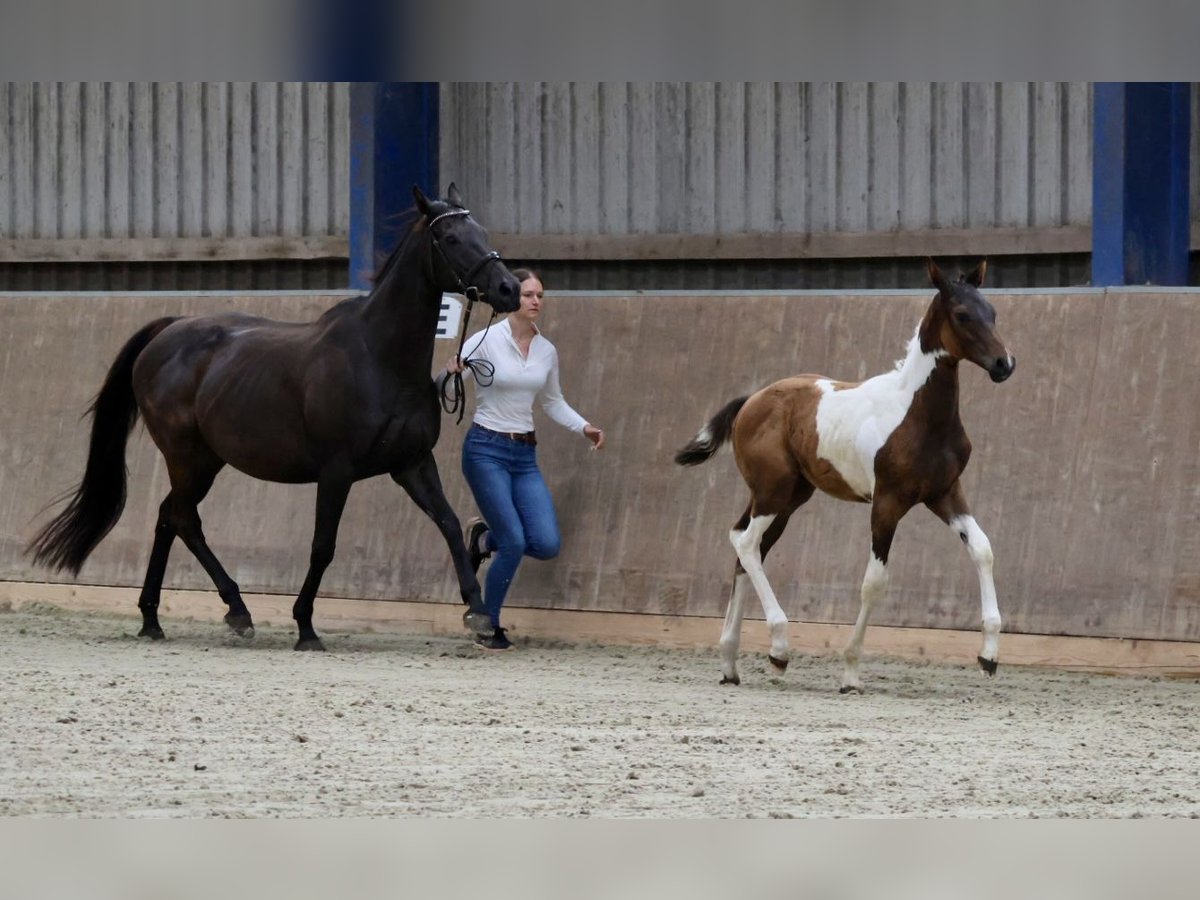 Arabiskt halvblod Hingst Föl (04/2024) Pinto in Bad Oldesloe