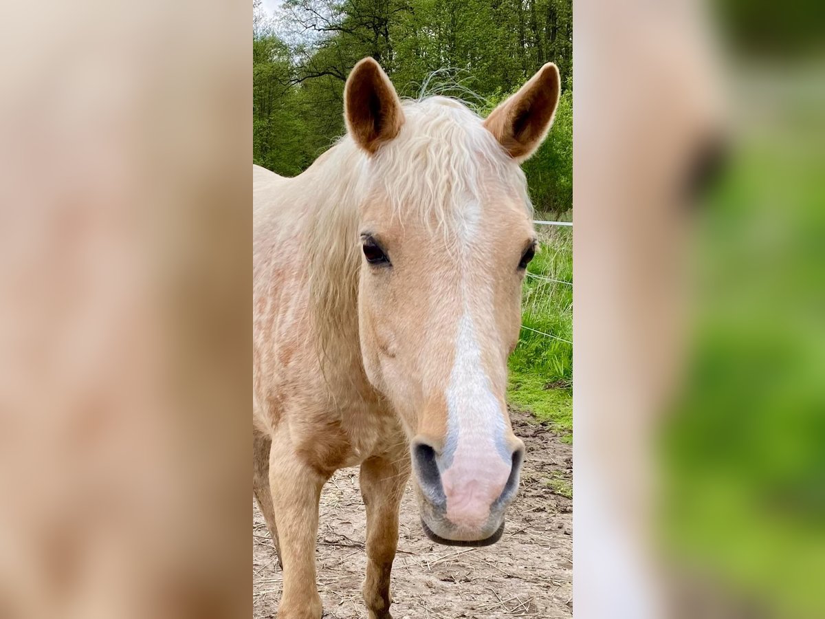 Arabiskt halvblod Sto 12 år 152 cm Palomino in Lauenau Lauenau