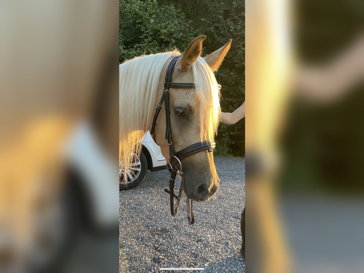 Arabiskt halvblod Sto 4 år 142 cm Palomino in Wald AR