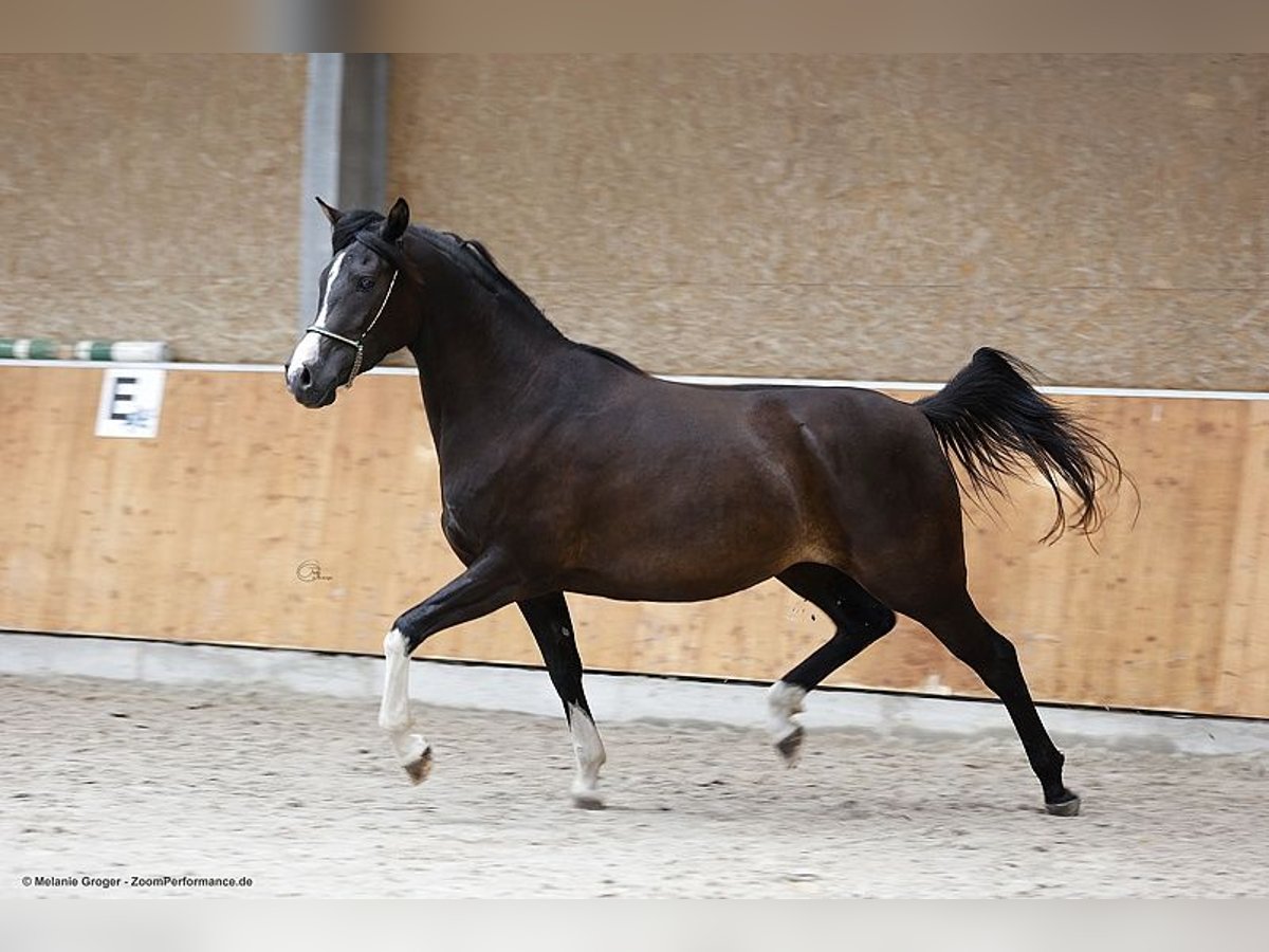 Arabiskt halvblod Sto 4 år 160 cm Rökfärgad svart in Baad Oldesloe