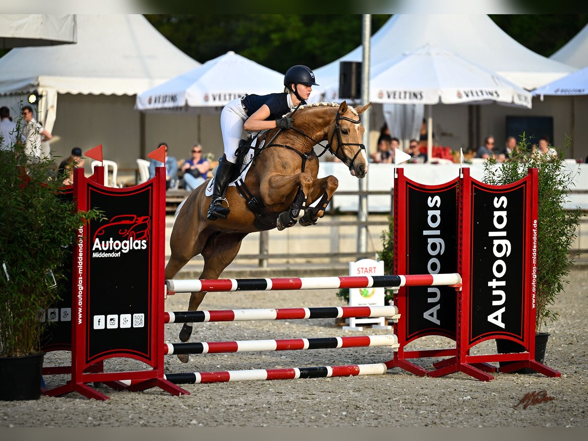 Arabiskt halvblod Sto 7 år 160 cm Palomino in Winkelsett