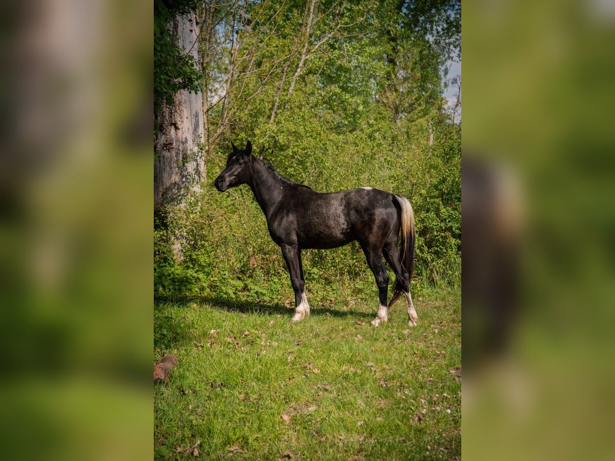 Arabiskt halvblod Valack 3 år 155 cm Pinto in Genderkingen