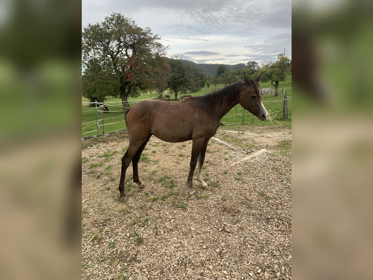 Arabo Beduino (Asil) Castrone 2 Anni 152 cm Può diventare grigio in Reutlingen