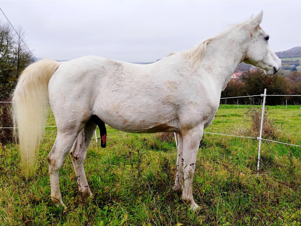 Arabo Beduino (Asil) Castrone 9 Anni 154 cm Grigio in Gersheim