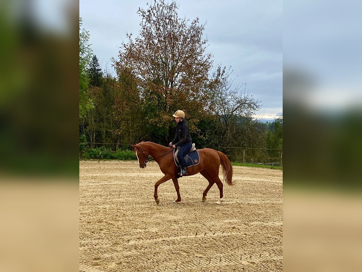 Arabo Beduino (Asil) Giumenta 12 Anni 150 cm Sauro in Argenbühl