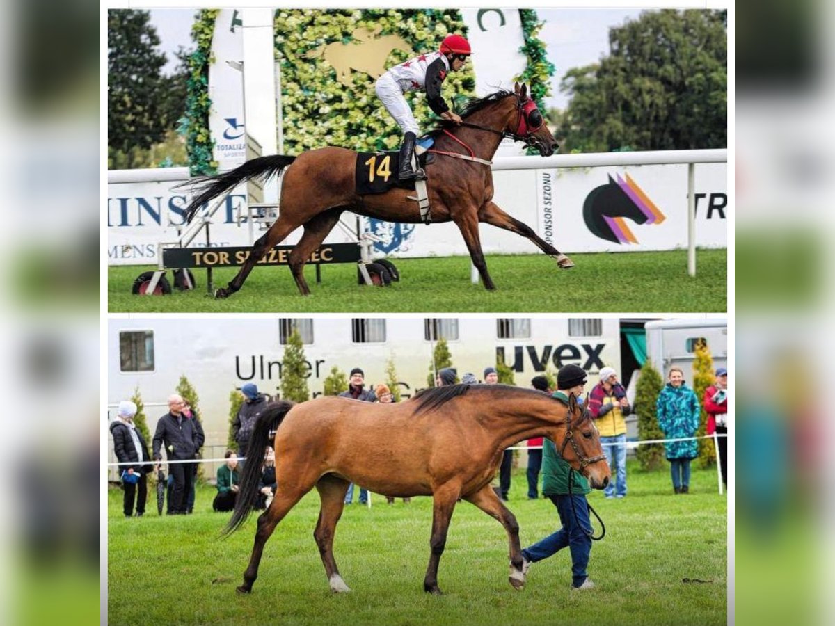 Arabo Beduino (Asil) Giumenta 4 Anni 158 cm Baio ciliegia in Turkowice