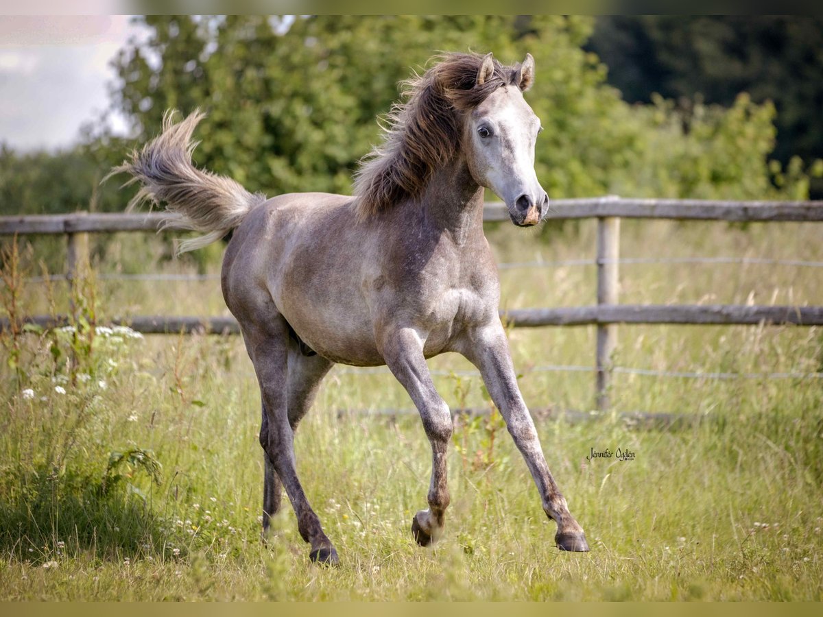 Arabo Beduino (Asil) Castrone 2 Anni 154 cm Può diventare grigio in Friedensthal