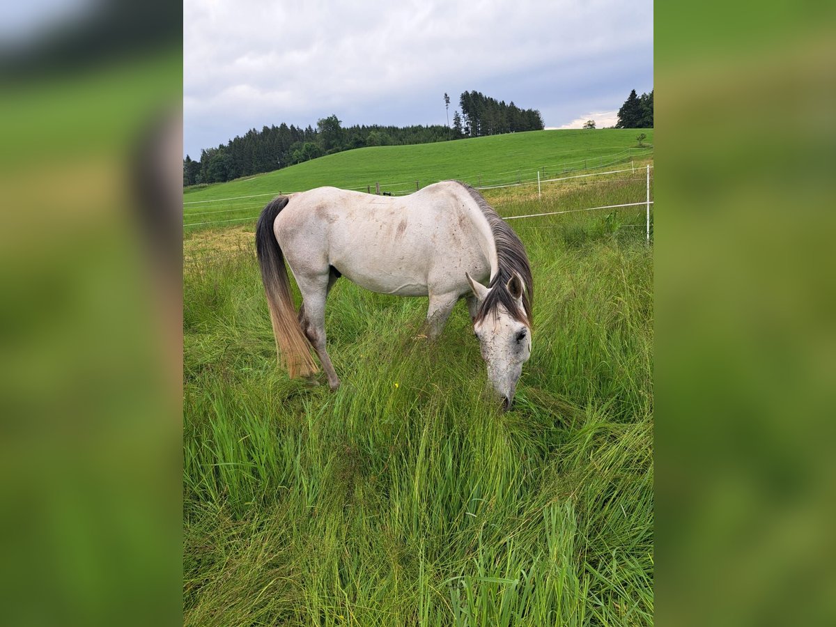 Arabo Beduino (Asil) Castrone 9 Anni 149 cm Grigio ferro in Ravensburg
