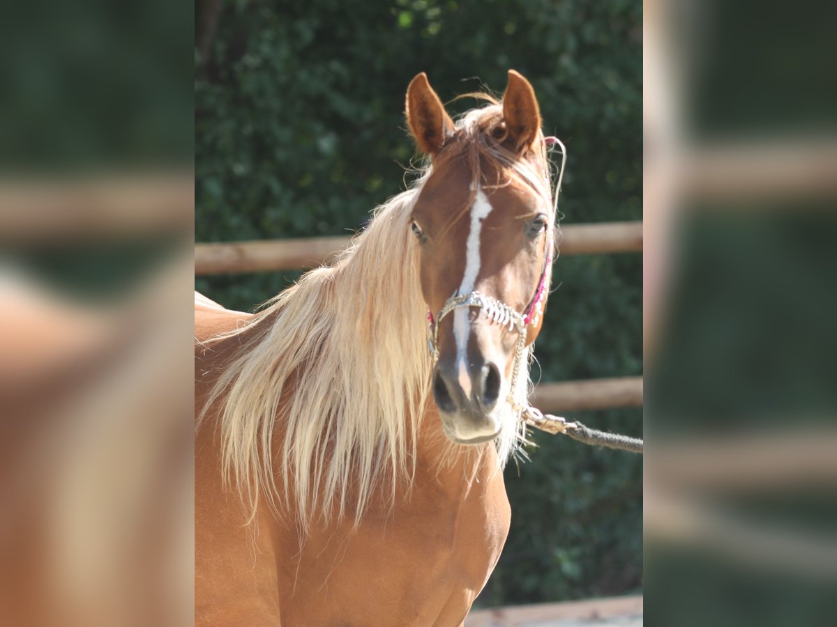 Arabo Beduino (Asil) Stallone 2 Anni 145 cm Sauro scuro in Niedersachsen