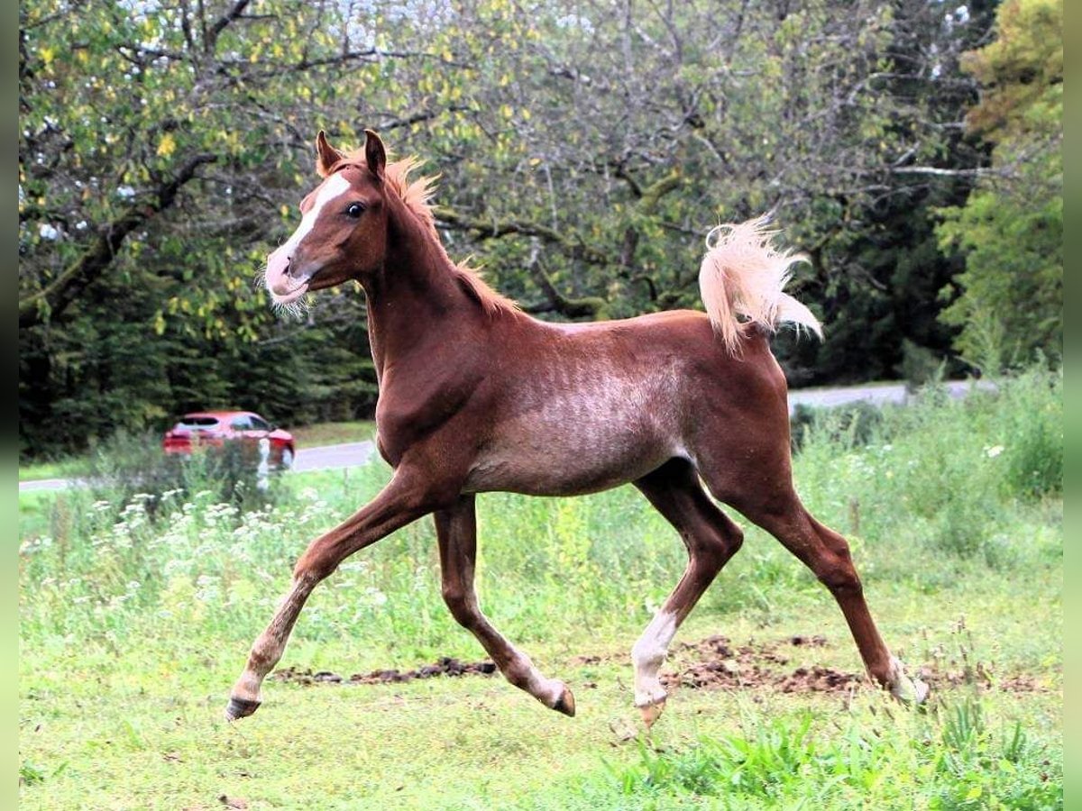 Arabo Beduino (Asil) Stallone 2 Anni Rabicano in Wimmenau