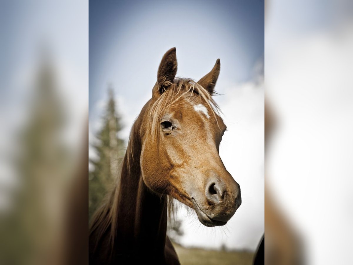 Arabo Berbero Castrone 12 Anni 149 cm Sauro in Neusiedl bei G&#xFC;ssing
