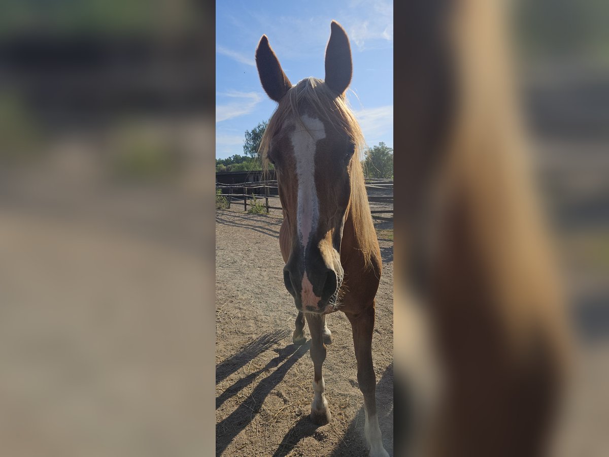 Arabo Berbero Castrone 23 Anni 160 cm Sauro in N&#xFC;rnberg