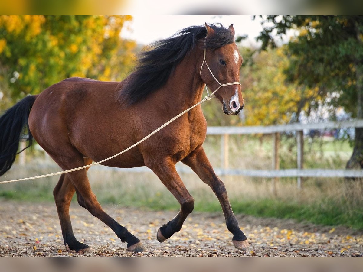 Arabo Berbero Castrone 5 Anni 152 cm Baio in Mechernich