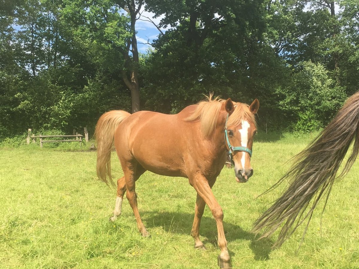 Arabo Berbero Mix Giumenta 14 Anni 154 cm Sauro in Prisdorf