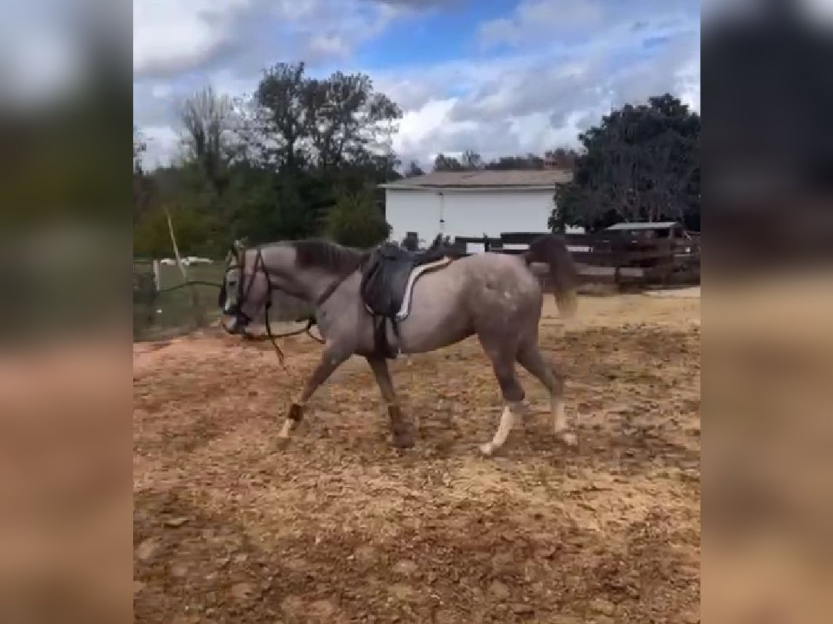 Arabo Berbero Giumenta 5 Anni 152 cm Grigio in Galaroza