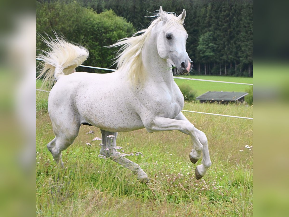 Arabo Egiziano Castrone 14 Anni 150 cm Grigio trotinato in Neumarkt am Wallersee