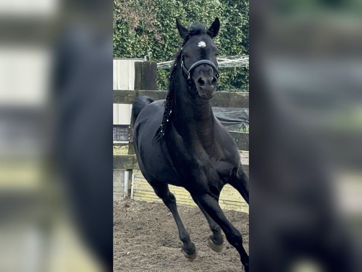 Arabo Egiziano Castrone 4 Anni 162 cm Morello in Gorla Minore