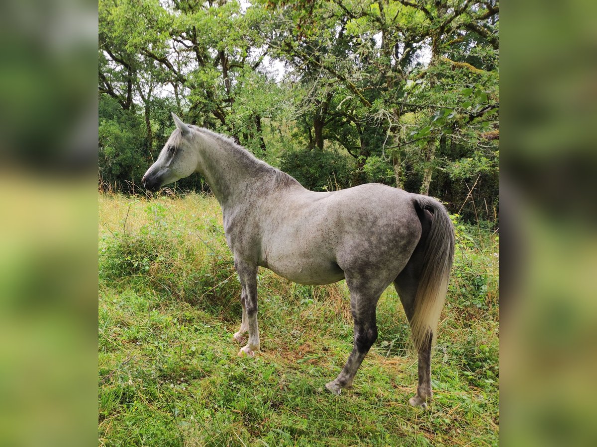 Arabo Egiziano Castrone 8 Anni 162 cm Grigio in Vers