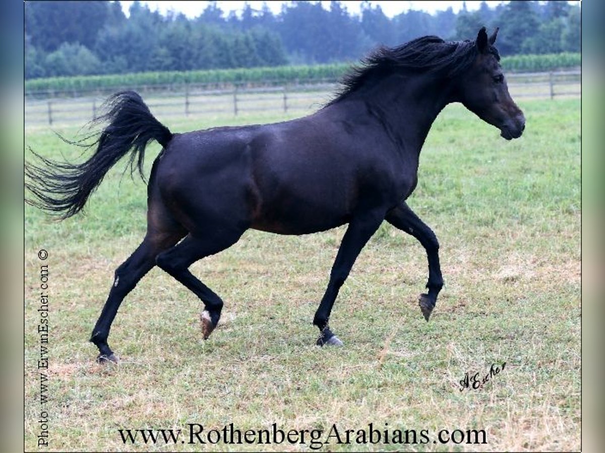 Arabo Egiziano Giumenta 16 Anni 151 cm Baio nero in Monheim