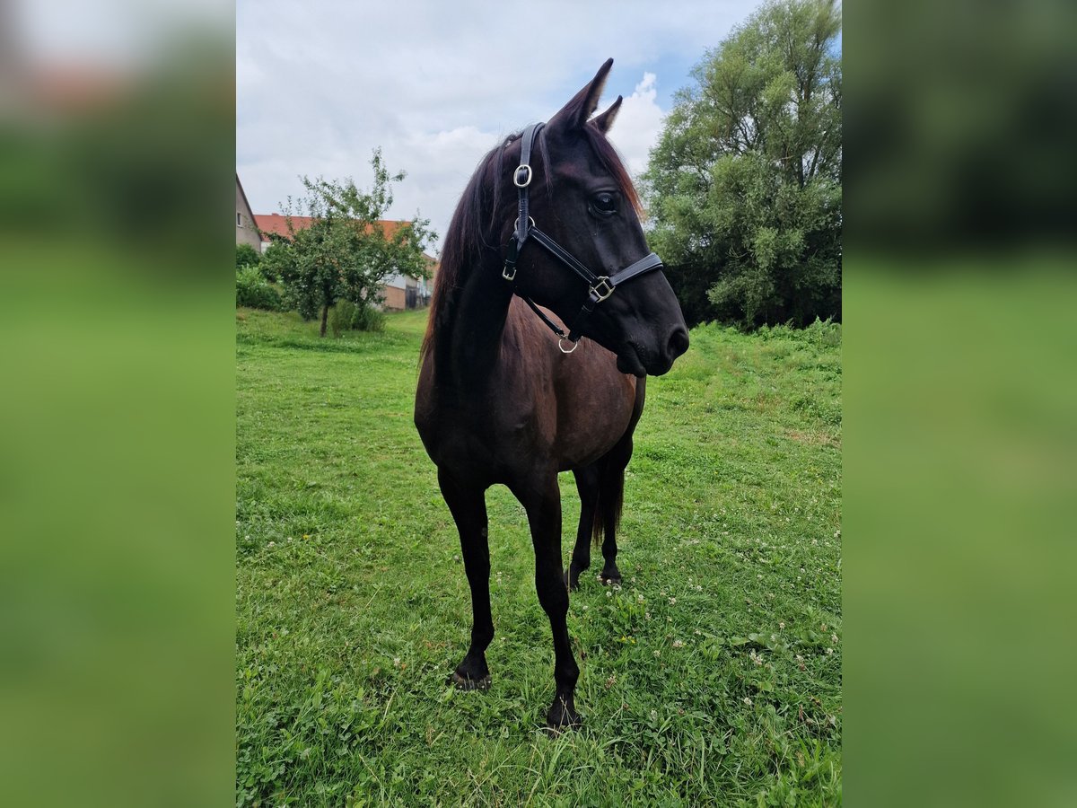 Arabo Egiziano Mix Giumenta 2 Anni 145 cm Morello in Gnoien