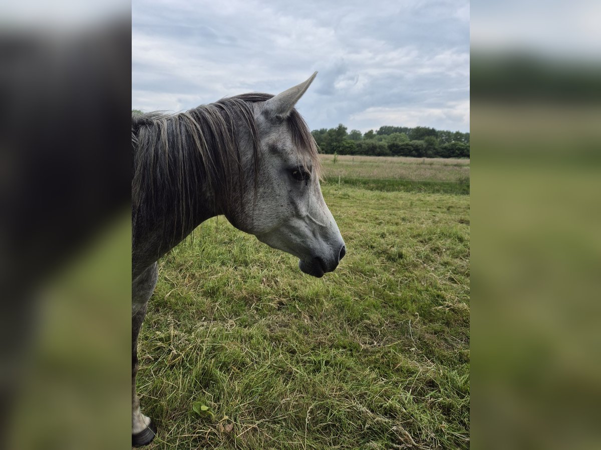 Arabo Egiziano Giumenta 5 Anni 152 cm Grigio trotinato in Engelschoff