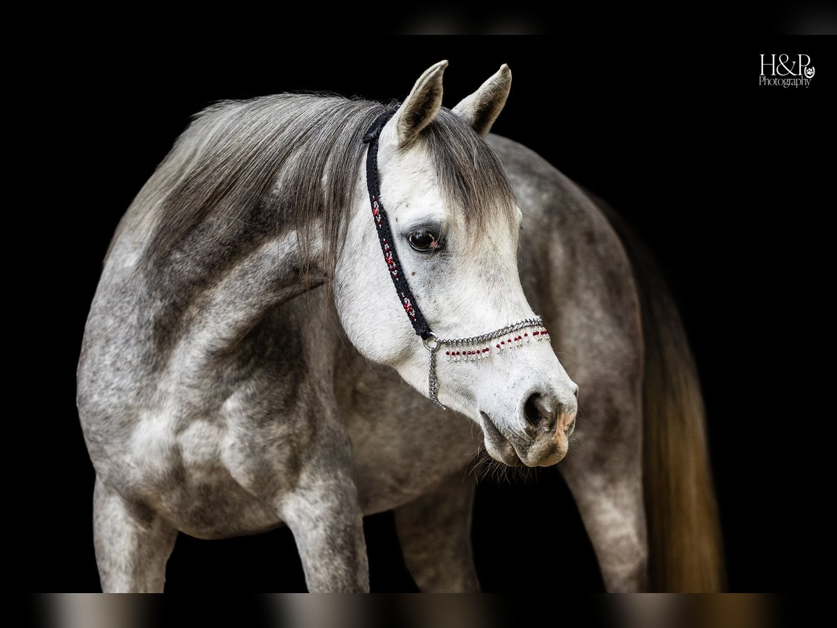 Arabo Egiziano Giumenta 5 Anni 152 cm Grigio trotinato in Engelschoff