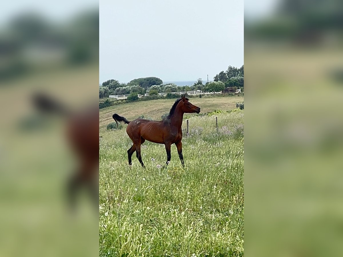 Arabo Egiziano Giumenta 5 Anni 160 cm Baio in Ladispoli