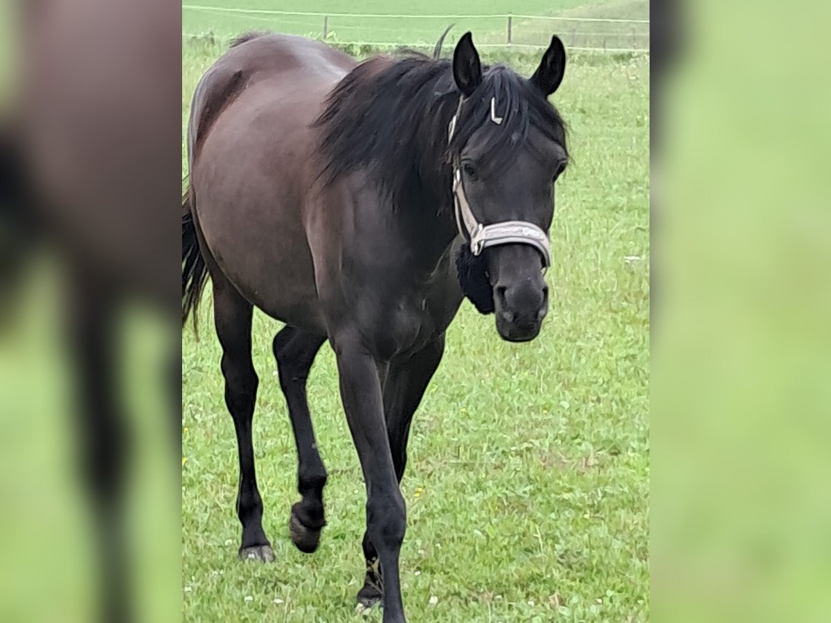 Arabo Egiziano Giumenta 6 Anni 154 cm Morello in Balingen