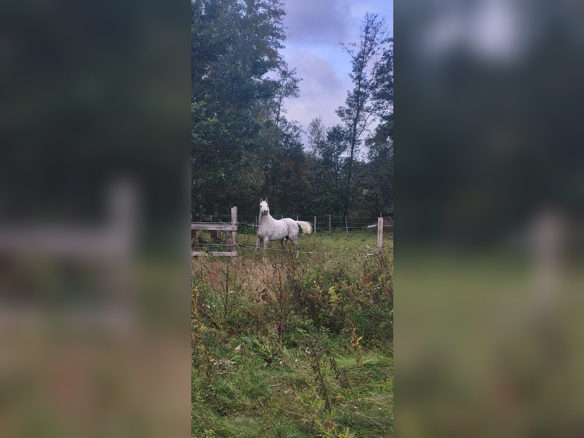 Arabo Egiziano Giumenta 9 Anni 155 cm Bianco in Fa&#xDF;berg