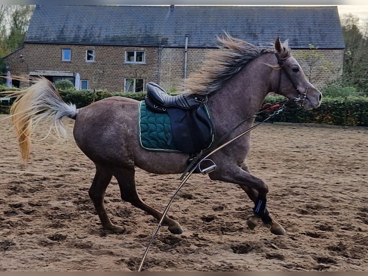 Arabo Egiziano Stallone 2 Anni 158 cm Grigio trotinato in Willebringen